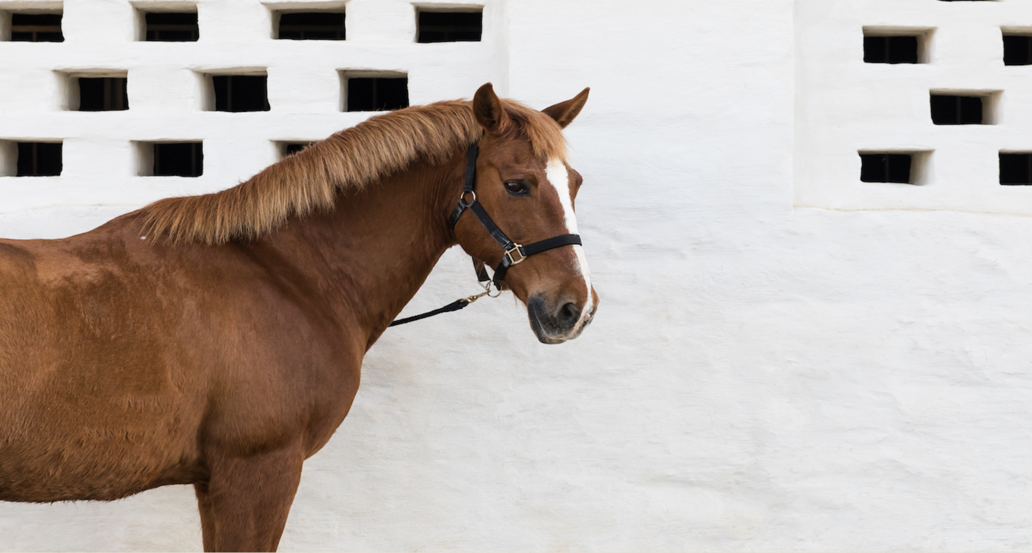 Country life, the Portuguese way