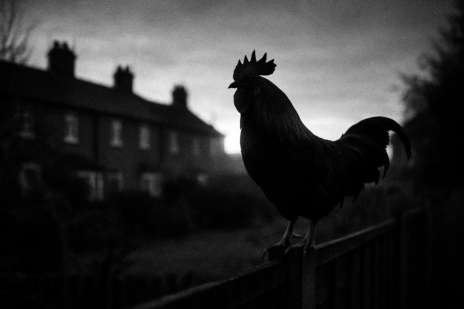 Councils logged 519 rooster complaints last year as 1.5m backyard birds fuel suburban noise row