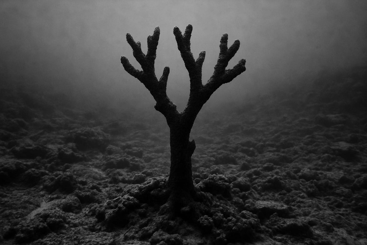 Collapse of coral reefs signals irreversible tipping point in climate crisis