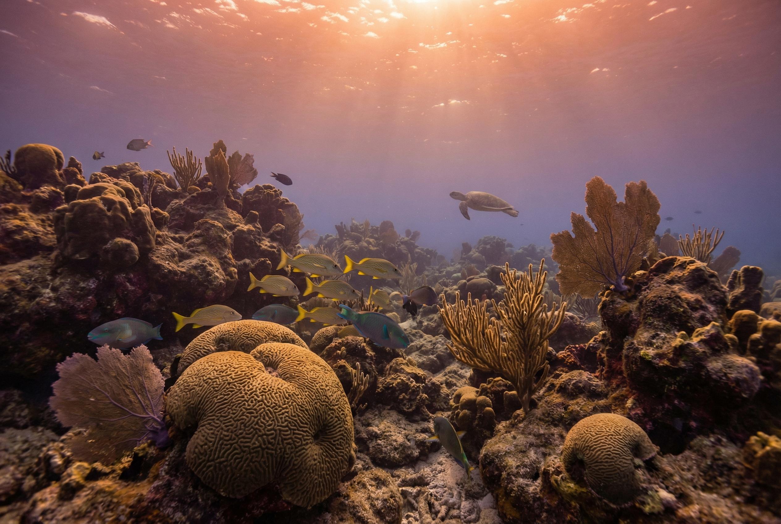 Best New Miami Reef Documentary Highlights Local Queer-led Conservation