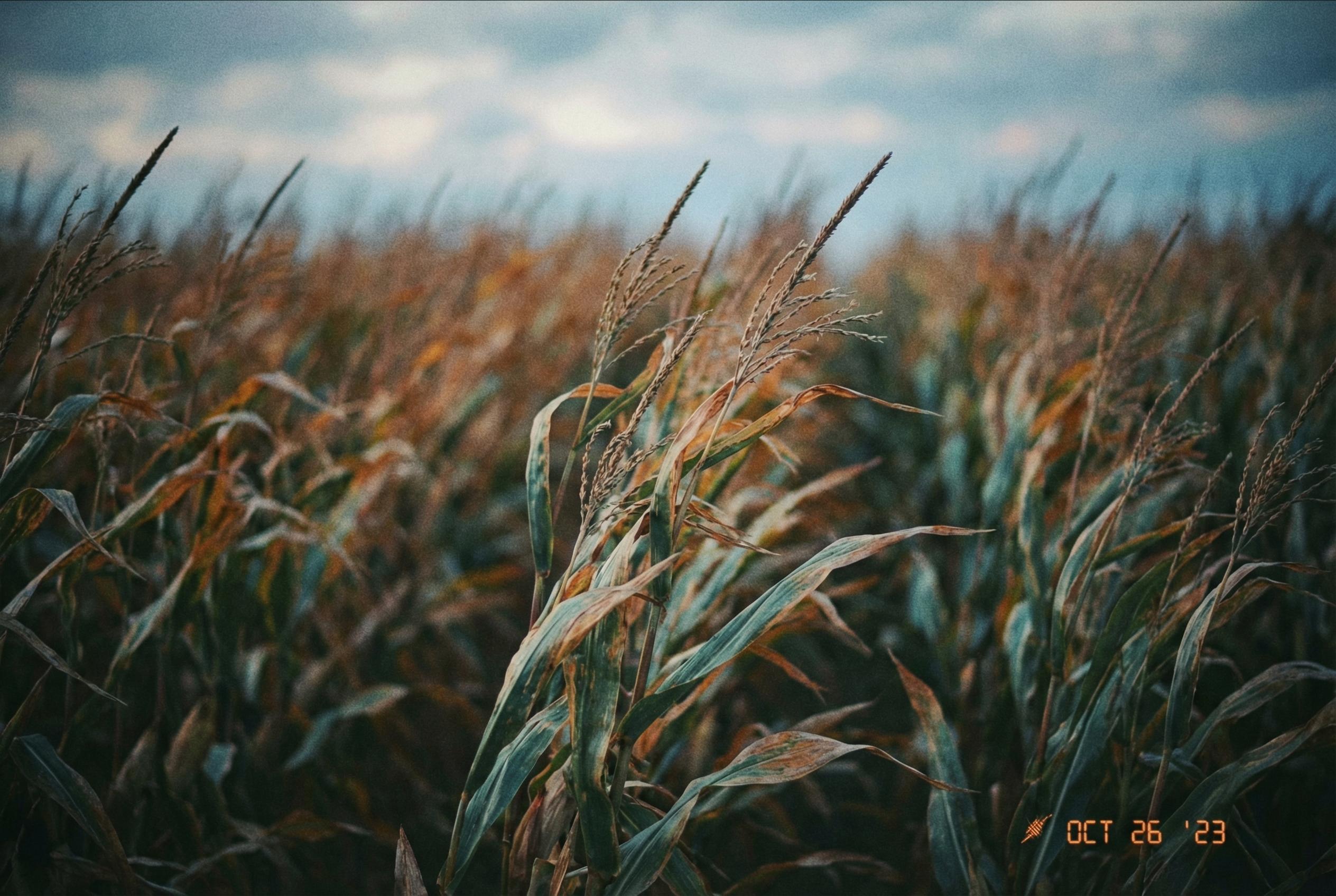 Commodities Report: Corn futures | 2026-03-21 18:30 UTC [VZQH] | Unstable | unstable