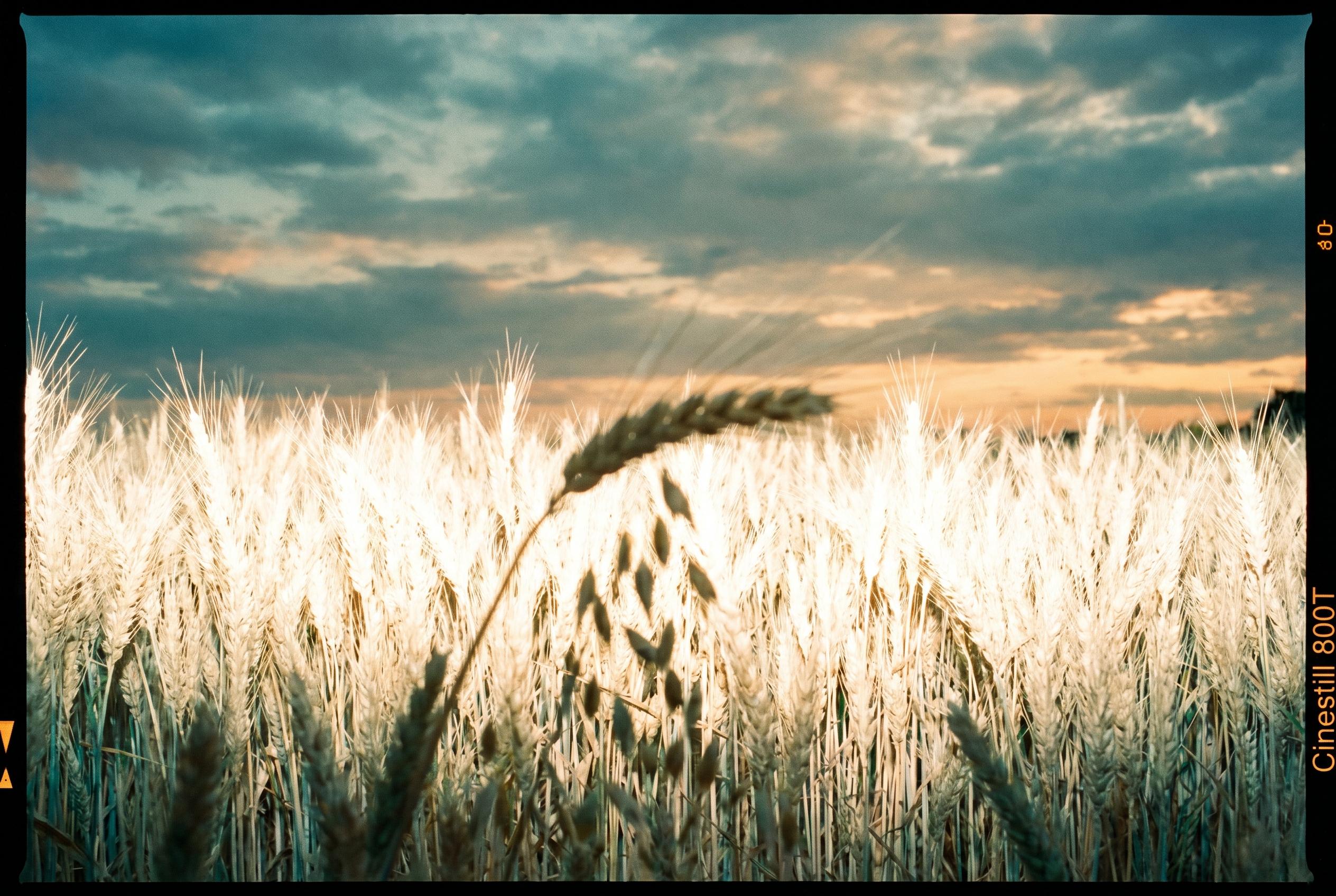 Commodities Report: Wheat futures | 2026-04-18 04:10 UTC [QZPK] | Bullish | tightening